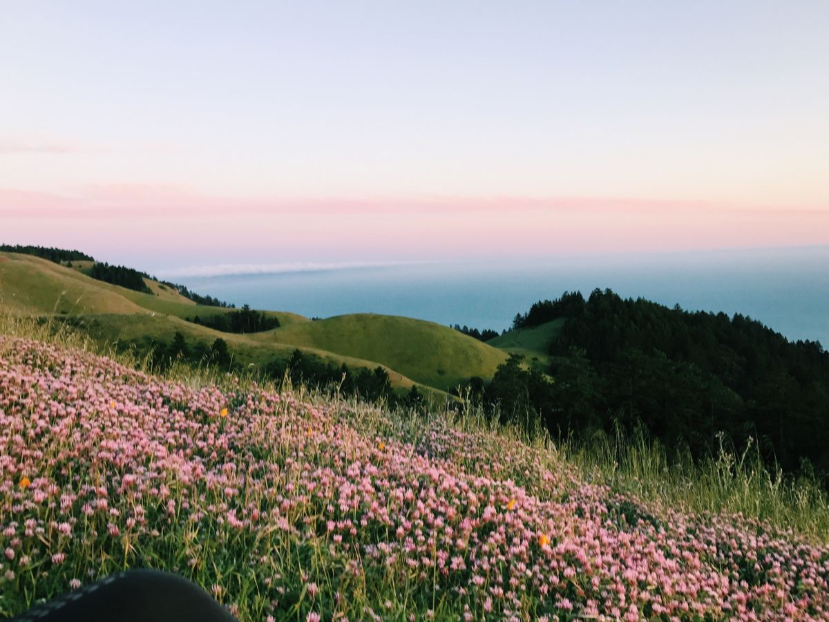 Rolling green hills with wildflowers at sunset